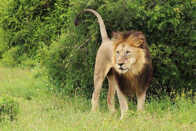 Tour Safari; Nairobi National Park - Who should book this safari
