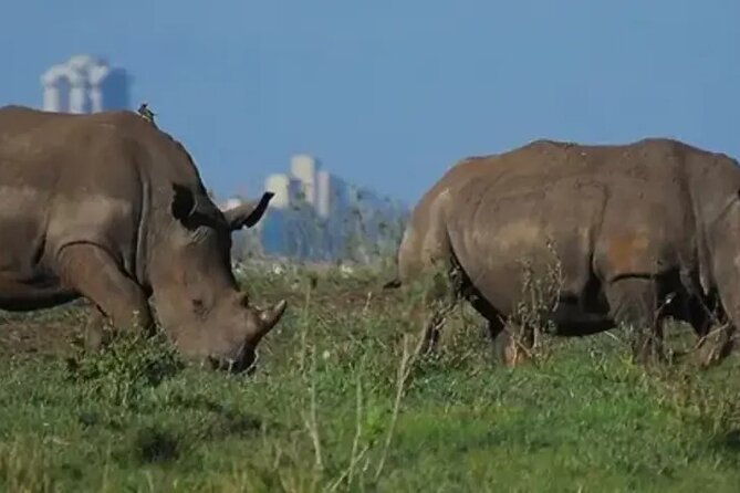Tour Safari; Nairobi National Park - The early drive into Nairobi National Park