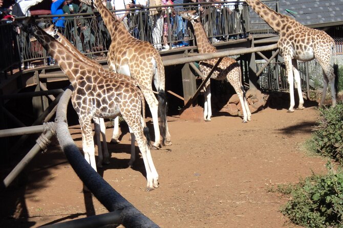 Tour to Giraffe Center from Nairobi - Meeting Rothschild giraffes in Nairobi