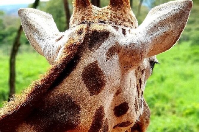 Tour to Giraffe Center from Nairobi - Why the conservation talk adds value