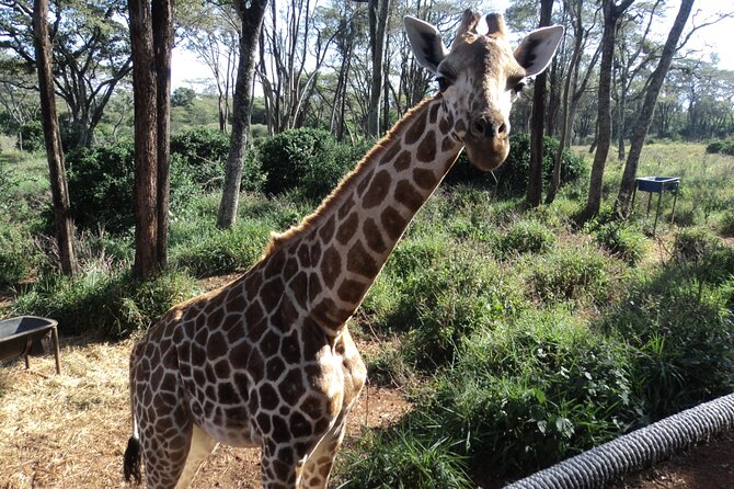 Tour to Giraffe Center from Nairobi - Adding lunch at Carnivore restaurant