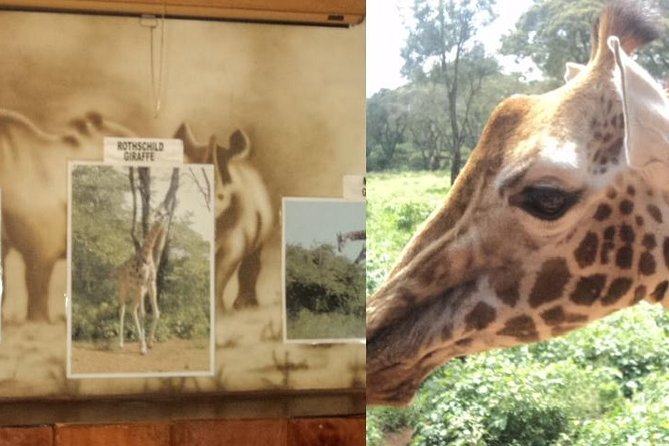 Tour to Giraffe Center from Nairobi - Is $65 a fair price?