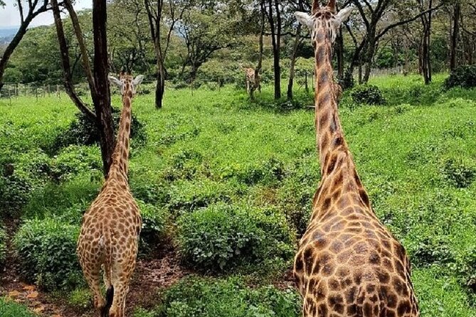 Tour to Giraffe Center from Nairobi - Who will enjoy this short Nairobi excursion?