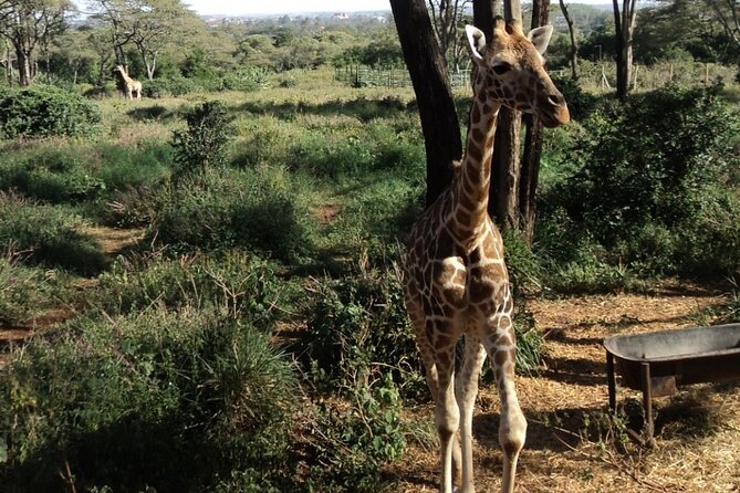 Tour to Giraffe Center from Nairobi - The two-hour visit inside the centre