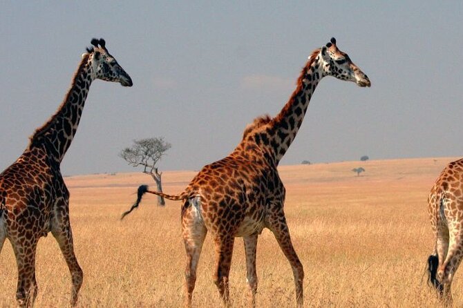 Tour to Hells Gate National park & L Naivasha boat ride - Why Hells Gate makes a good Nairobi day trip