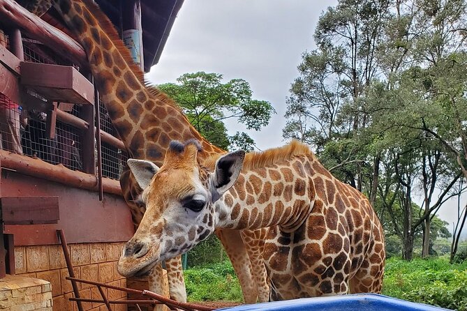 Tour to the Nairobi Giraffe Centre & Optional Elephant Orphanage - Adding the Sheldrick Wildlife Trust and baby elephants