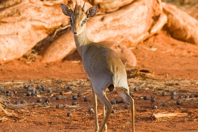 Tsavo East 1 Day Safari, Beach To Beach In 4wd Jeep - Is $312 a fair price?