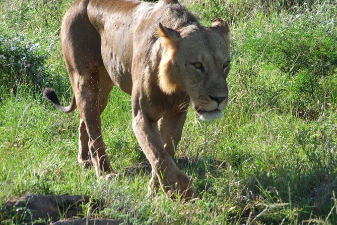 Tsavo East Amboseli and Tsavo West Safari 4 Days starting Malindi - Three parks in four days from Malindi