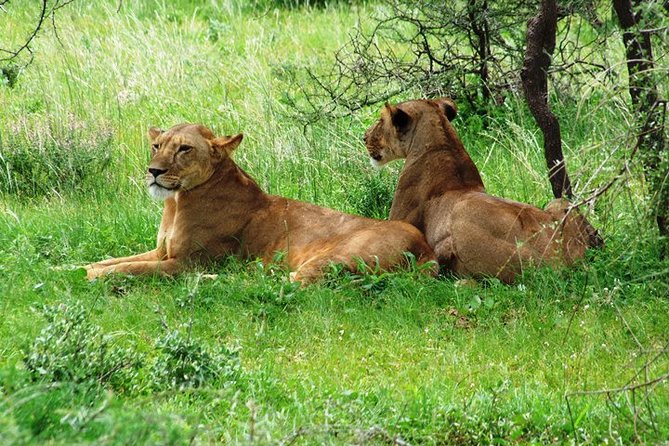 Tsavo East Amboseli and Tsavo West Safari 4 Days starting Malindi - Day 4: a final morning drive and return to Malindi