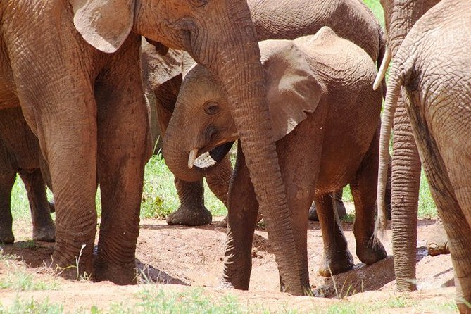 Tsavo East Amboseli and Tsavo West Safari 4 Days starting Malindi - Who should book this safari