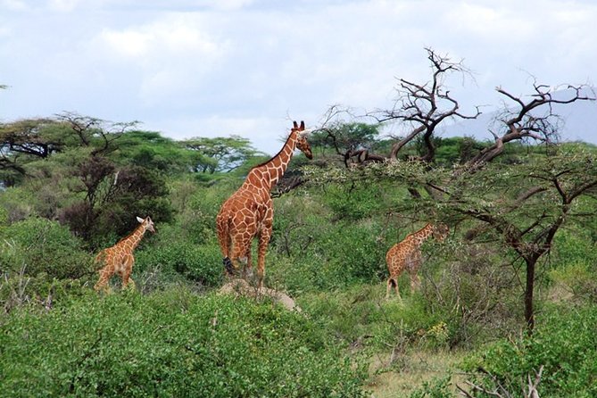 Tsavo East Amboseli and Tsavo West Safari 4 Days starting Malindi - Day 3: Tsavo West and Mzima Springs