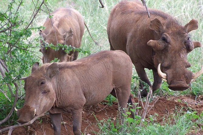 Tsavo East and Ngutuni Sanctuary Safari 3 days from Mombasa - The 6:00 a.m. journey from Mombasa