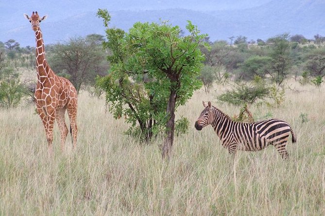 Tsavo East and Ngutuni Sanctuary Safari 3 days from Mombasa - Day one: four hours in Ngutuni Wildlife Conservancy