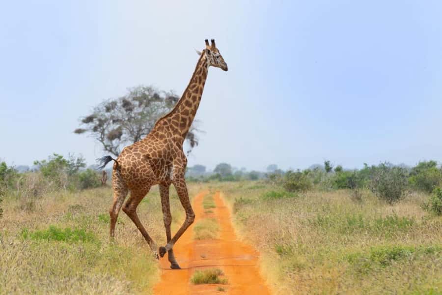 Tsavo East and Tsavo West Sanctuary Safari - Key points at a glance