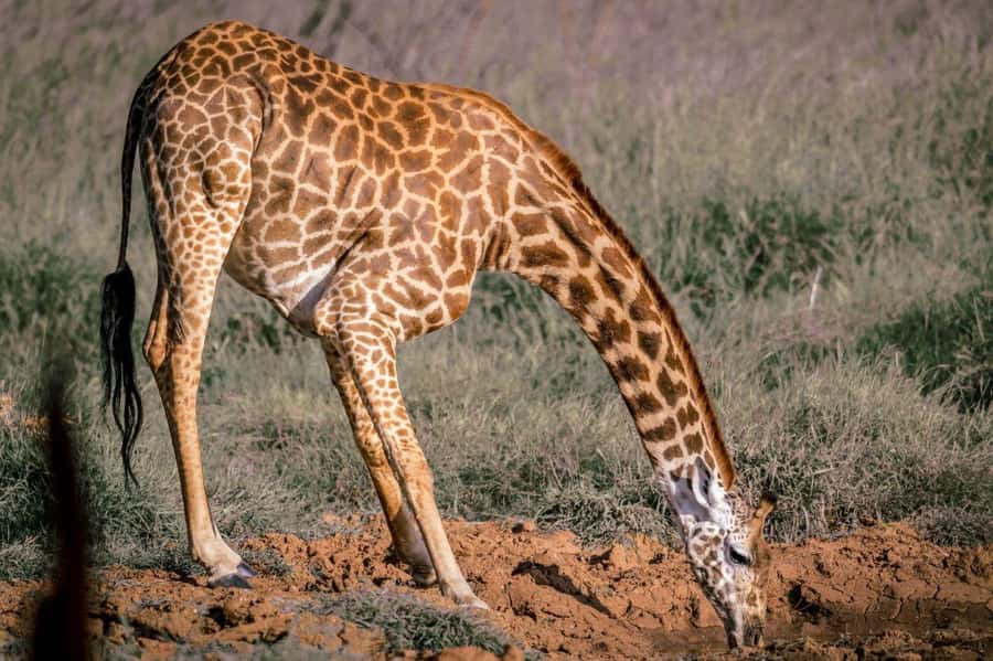 Tsavo East and Tsavo West Sanctuary Safari - The afternoon drive through Ngutuni Sanctuary