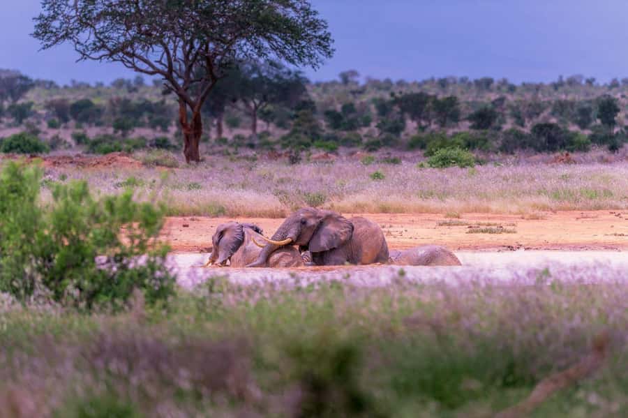 Tsavo East and Tsavo West Sanctuary Safari - The 06:30 Ngutuni drive