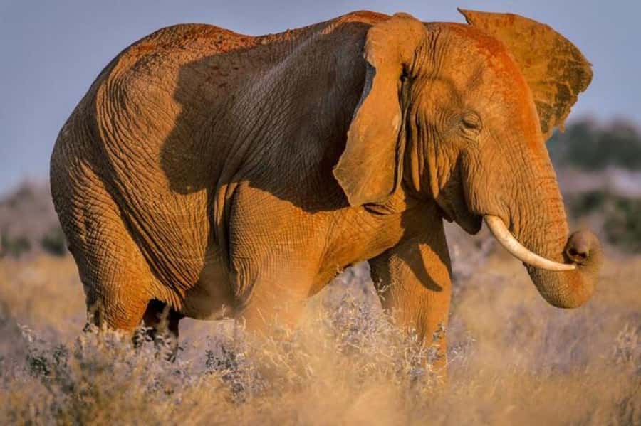 Tsavo East and Tsavo West Sanctuary Safari - Guides, vehicles, and language support