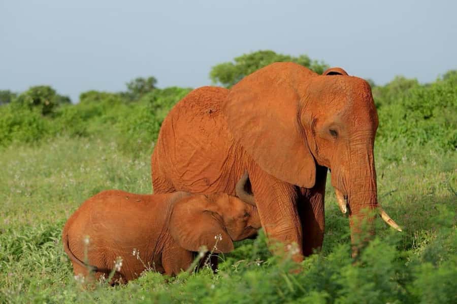 Tsavo East and Tsavo West Sanctuary Safari - The 6:00 morning run into Tsavo East