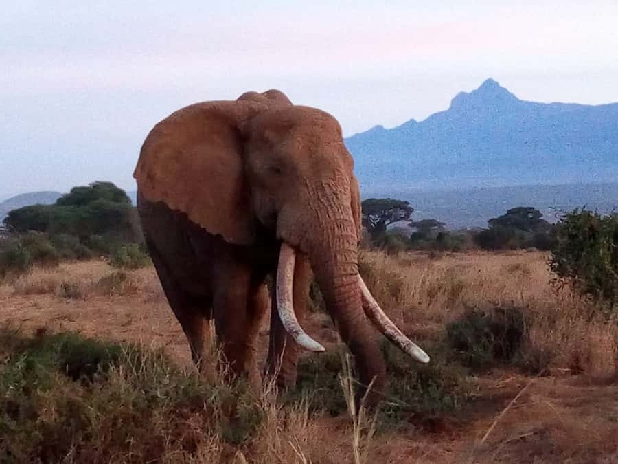 Tsavo East National Park: 2-Day Tour from Mombasa - Why Tsavo East works well from Mombasa