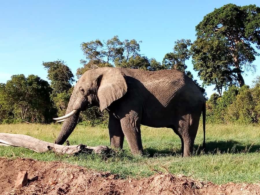 Tsavo East National Park: 2-Day Tour from Mombasa - Day two: an early drive, then back to the coast