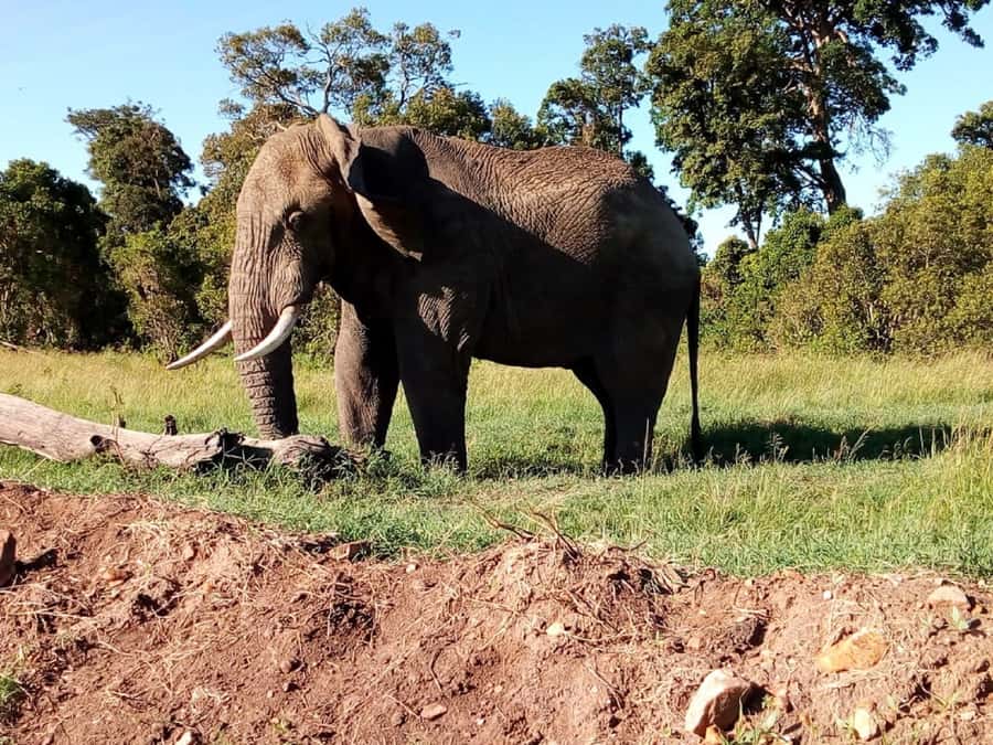 Tsavo East National Park: 2-Day Tour from Mombasa - Wildlife sightings: what makes the safari memorable