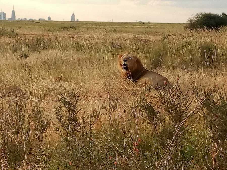 Tsavo East National Park: 2-Day Tour from Mombasa - Guide quality and private-group advantages