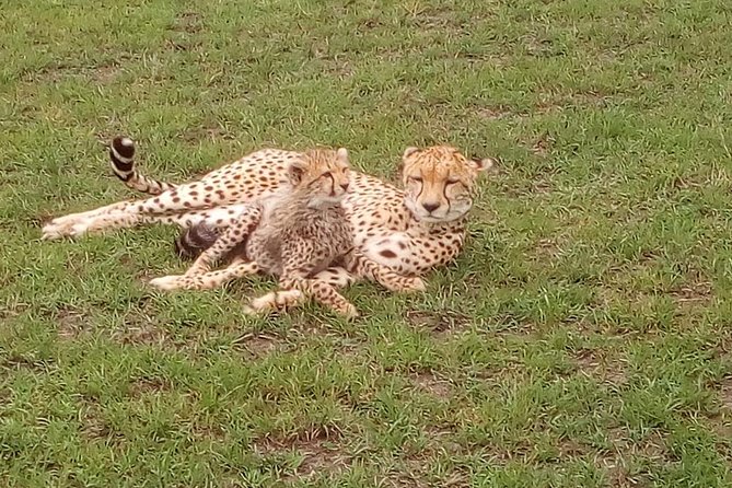 Tsavo East & west, Amboseli 5days from Mombasa - Why this safari route works from Mombasa