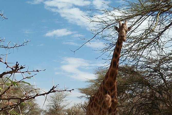 Tsavo East & west, Amboseli 5days from Mombasa - Day 2: Tsavo West and the Mzima Springs route