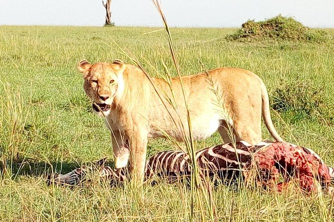Tsavo East & west, Amboseli 5days from Mombasa - Day 4: A full Amboseli day and Observation Hill