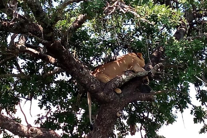 Tsavo East & west, Amboseli 5days from Mombasa - What the $1,100 price covers