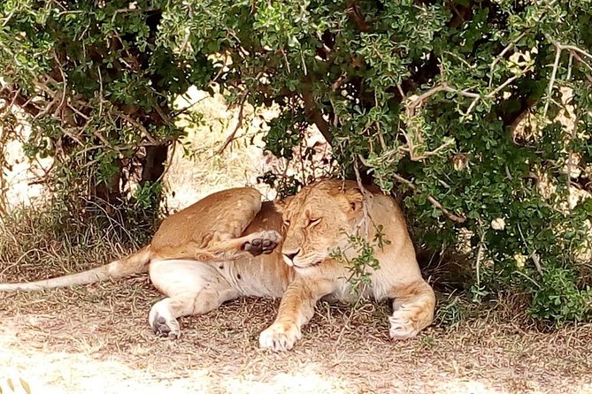 Tsavo National Park Small group Day trip - Aruba Dam and the search for animals at water
