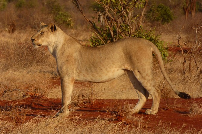Tsavo National Park Small group Day trip - Who will enjoy this Tsavo day trip