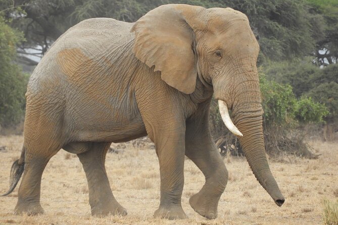 Two Nights (Mid-Range) Amboseli safari - Two game-drive days in Masai Mara