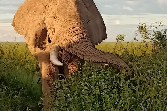 Vegans special safari - Ol Pejeta’s rhino conservation work