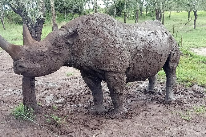 Vegans special safari - Amboseli and the view of Mount Kilimanjaro
