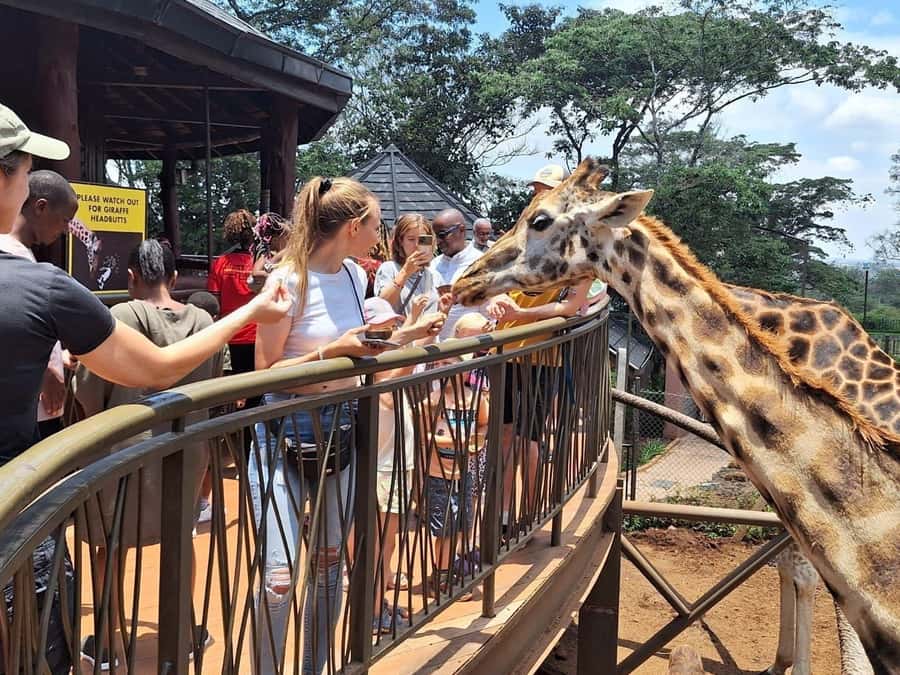 Visit to the Giraffe Centre - Meeting the Rothschild giraffe in Langata