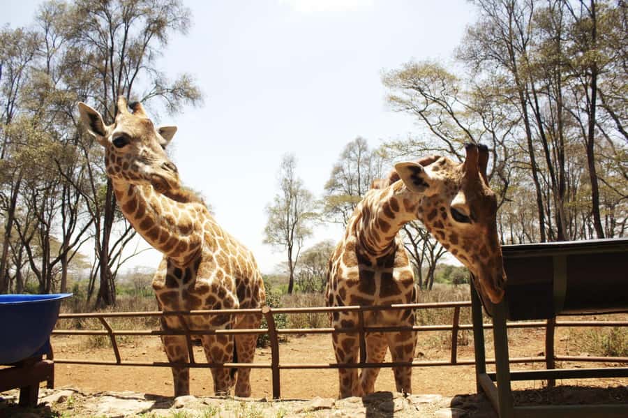 Visit to the Giraffe Centre - Why the conservation programme matters