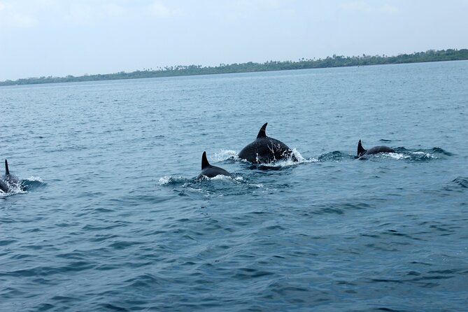 Wasini Day Tour - What to pack for the boat and reef