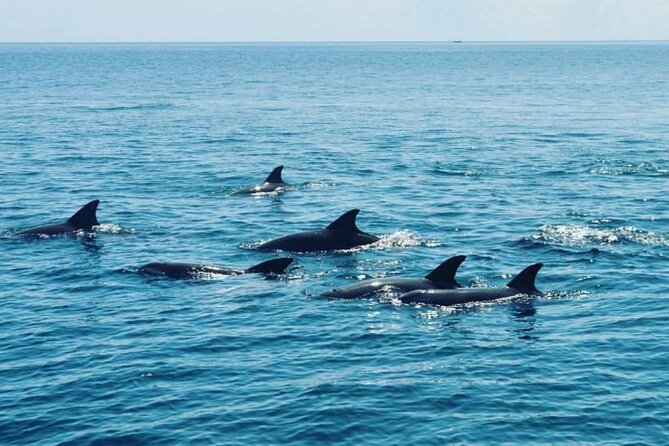 Wasini Dolphin Snorkeling - What the rating and comments mean for your decision