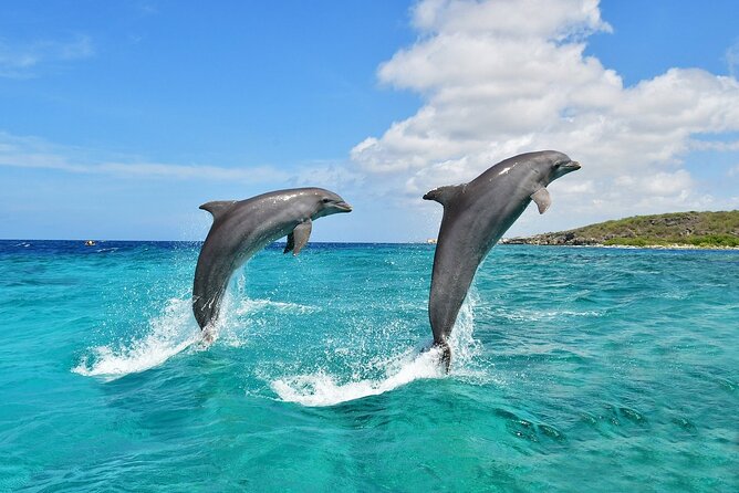 Wasini Dolphin Snorkeling - Checking in with Kenya Wildlife Services