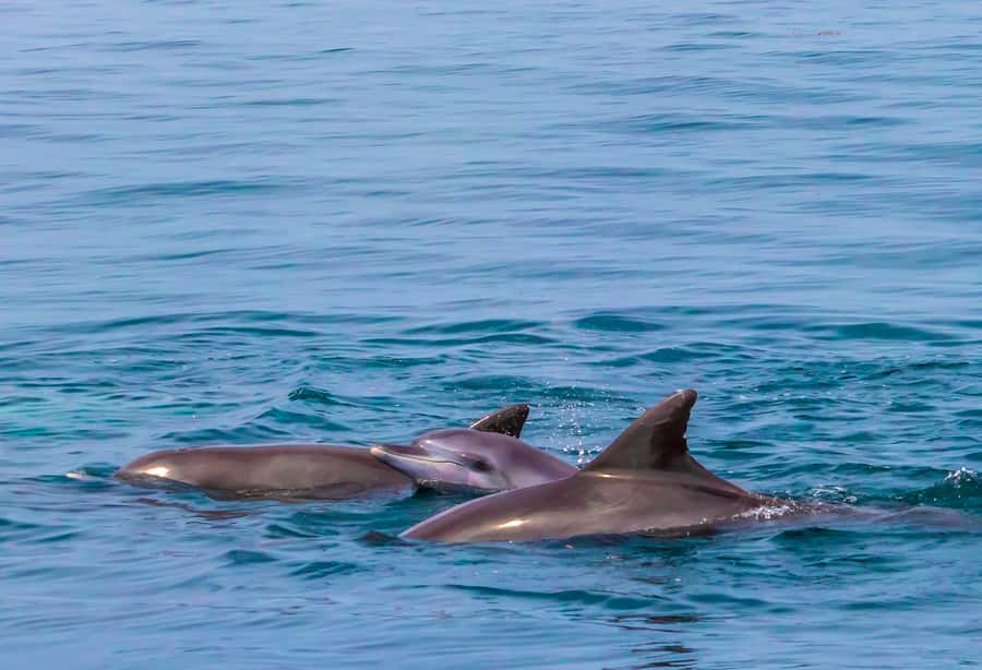 Wasini Island: Dolphin Spotting & Snorkel at Kisite Mpunguti - Key points to know before booking