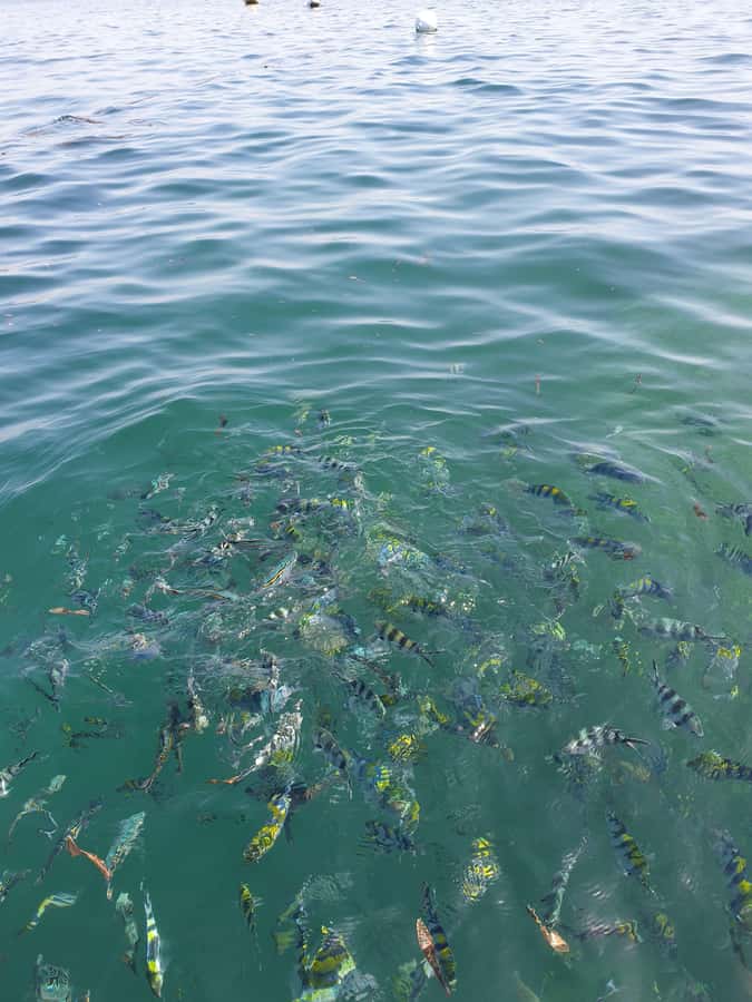 WATAMU: MALINDI: SARDEGNA ISLAND & MALINDI MARINE PARK - Who gets the best value from the $100 price