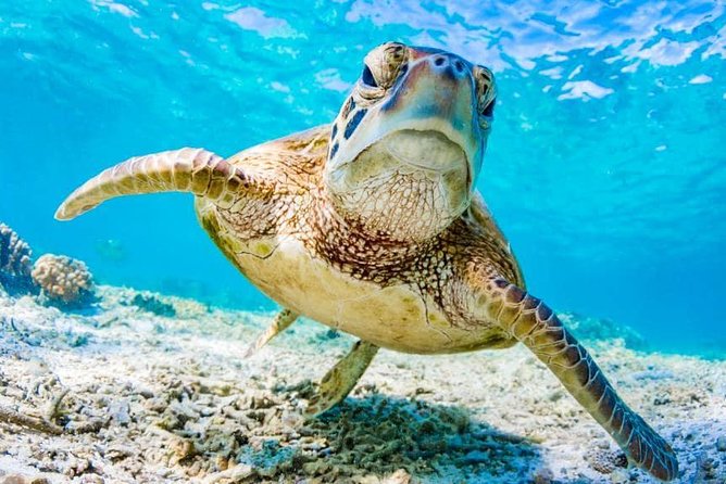 Watamu Marine Park & Sudi Island Mangrove Forest Canoe Ride.With sea food lunch - Sudi Island and the quiet mangrove canoe ride