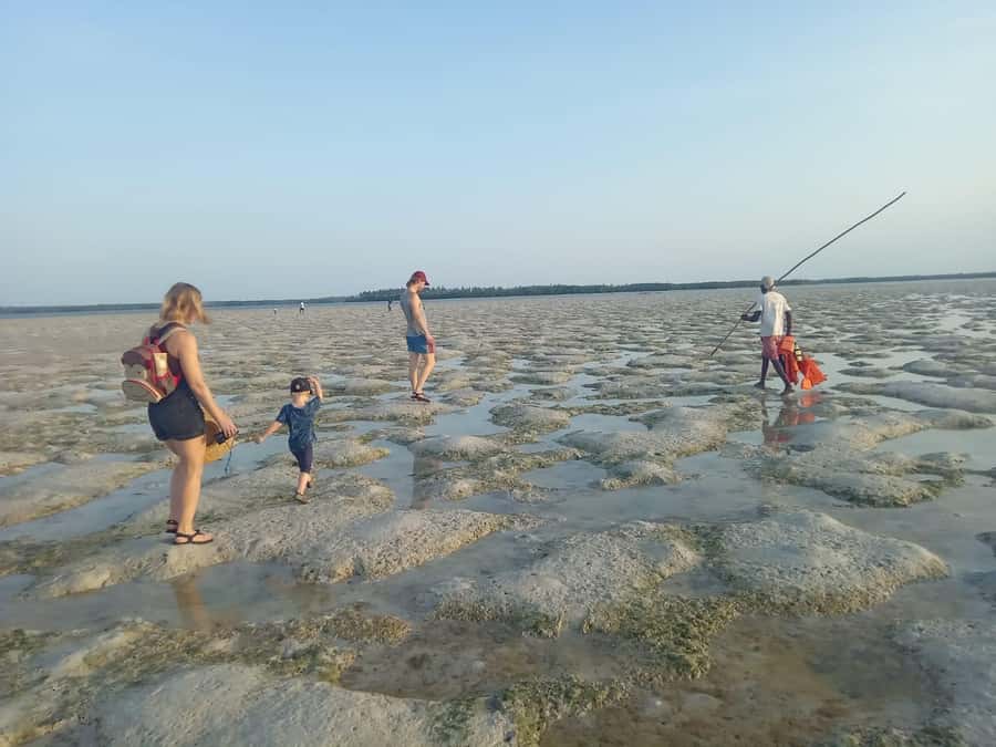 Watamu: Sunset Mangrove Canoe Tour with Coconut Drink - Key points to know before booking